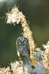 Boreal owl