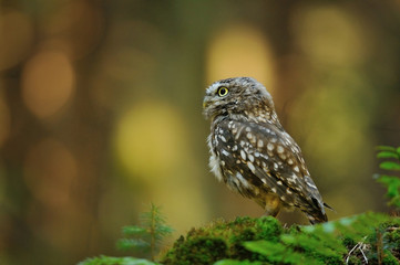 Little owl