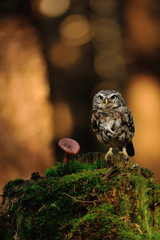 Little owl with mushroom