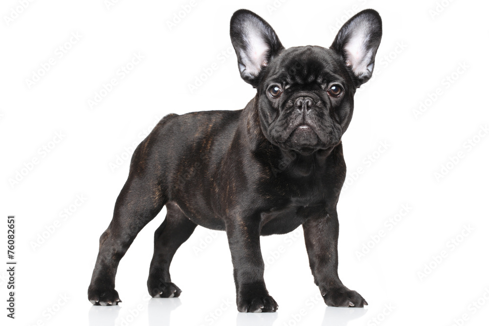 Sticker french bulldog puppy on a white background