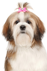Lhasa Apso dog portrait