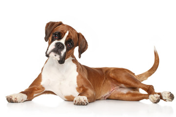 Boxer dog lying on white background - 76082666