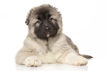 Central Asian Shepherd puppy