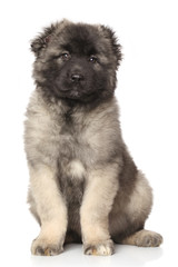 Central Asian Shepherd puppy