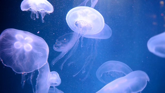 Moon Jelly Jellyfish swimming in group