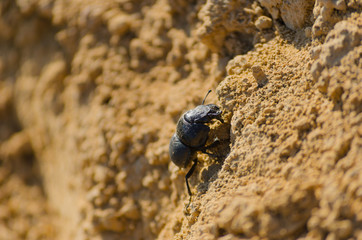 Black bug in its natural habitat in nature