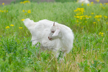 Fototapeta premium Little goats while eating the grass