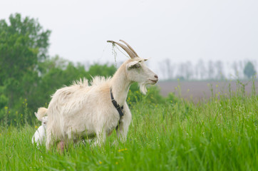 A portret of white goat in the meadow © parovysh
