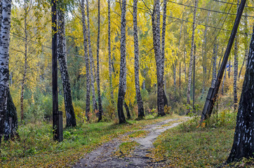 forest in fall