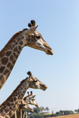 giraffe