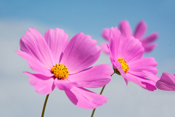 Cosmos flower with blue sky