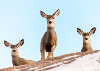 Trio of Mule Deer Does on a Snow-Covered Hill