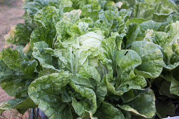 Naklejka premium Cabbage background