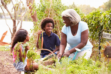 Grandmother And Grandchildren Working On Allotment