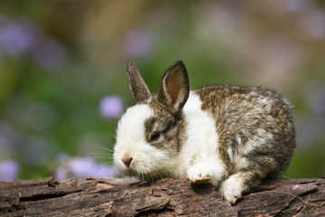 Baby rabbit on a log