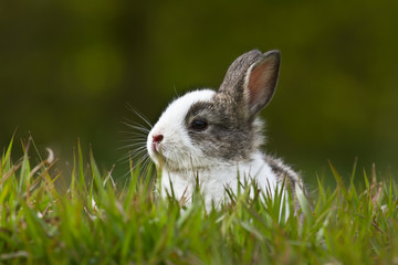 Baby rabbit in grass