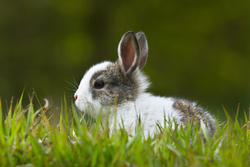 Obraz premium Baby rabbit in grass