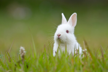 White baby rabbit in grass