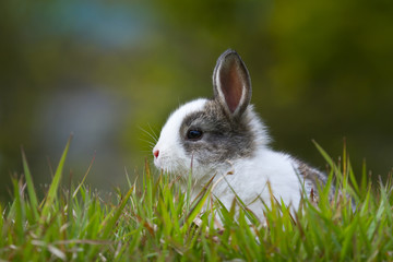Baby rabbit in grass