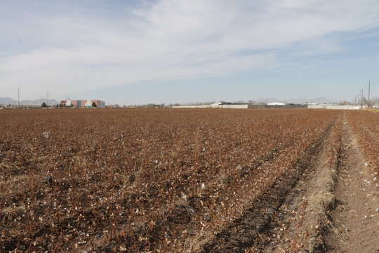 CAMPO ALGODON