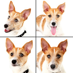 Funny little dog terrier portraits in collage
