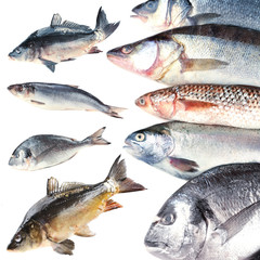 Fresh fish collage, isolated on white