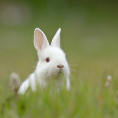 White baby rabbit in grass