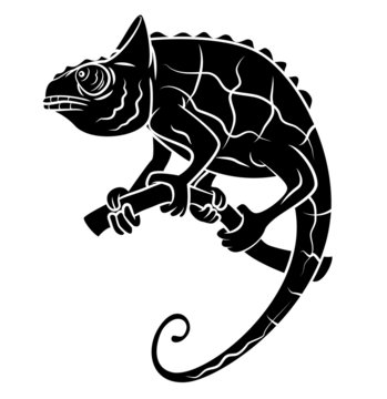 Black Silhouette : Chameleon