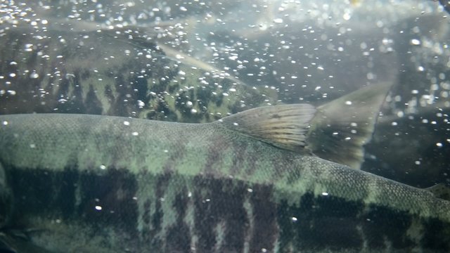 School of Salmon migrating, Alaska