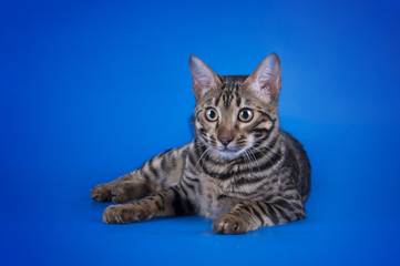 savannah cat on a blue background isolated