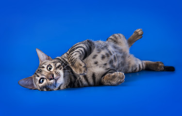Obraz premium savannah cat on a blue background isolated