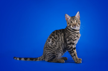 savannah cat on a blue background isolated
