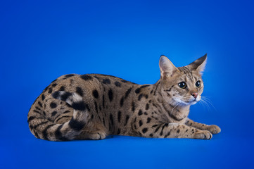 savannah cat on a blue background isolated
