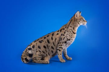 Naklejka na ściany i meble savannah cat on a blue background isolated