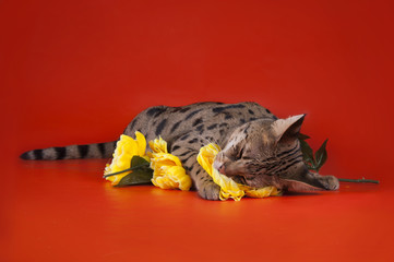 savannah cat and yellow flowers isolated on orange background