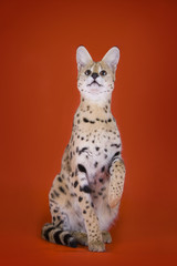 serval cat isolated on orange background