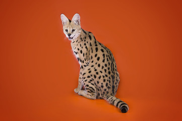serval cat isolated on orange background