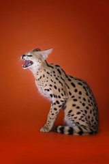 serval cat isolated on orange background