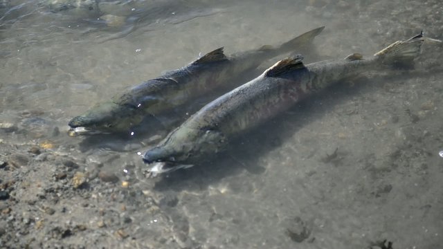 Salmon migrating upstream before dying, Alaska wilderness