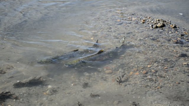 Salmon migrating upstream before dying, Alaska wilderness