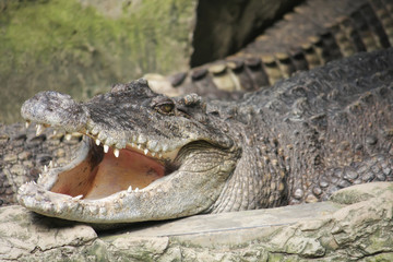 Crocodile sleep