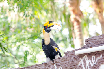 hornbills © tiverylucky