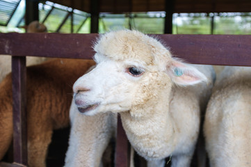 Fluffy Alpaca