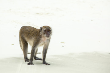 Monkey beach. Crab-eating macaque at  Phi-Phi, Thailand