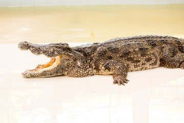 Dangerous crocodile open mouth in farm in Phuket, Thailand