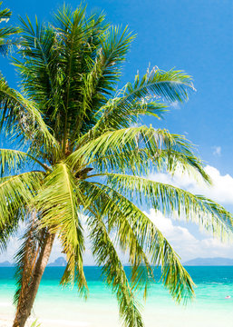 Palm View Exotic Paradise