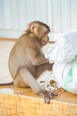 Passionate monkey