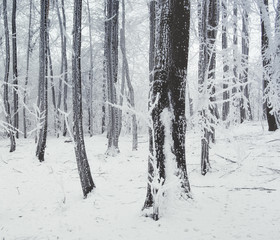 winter landscape forest