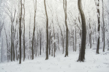 winter forest with sunlight
