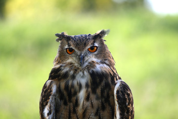 Great-Horned Owl